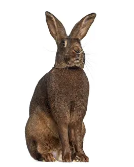 Studio Shot Rabbit Prints: Belgian Hare isolated on white