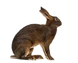 Bright Studio Light Prints: Belgian Hare in front of a white background