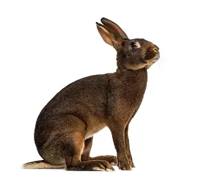 Benelux Wildlife Photography Prints: Belgian Hare in front of a white background