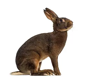 Bright Studio Light Prints: Belgian Hare in front of a white background