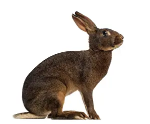 Benelux Wildlife Photography Prints: Belgian Hare in front of a white background
