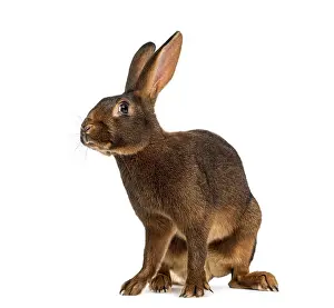 Isolated Wildlife Photography Prints: Belgian Hare in front of a white background
