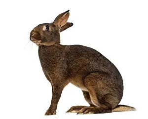 Benelux Wildlife Photography Prints: Belgian Hare in front of a white background