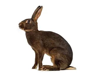 Wild Animal Profile View Prints: Belgian Hare in front of a white background