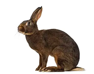 Studio Shot Rabbit Prints: Belgian Hare in front of a white background