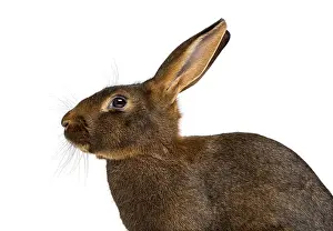 Isolated Against White Background Prints: Belgian Hare in front of a white background