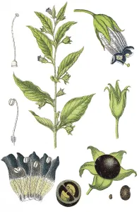 Belladonna Plant Prints: Belladonna, Devil's berries