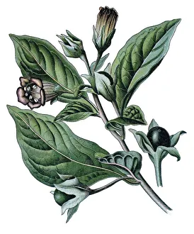 Belladonna Plant Prints: Belladonna, Devil's Berries