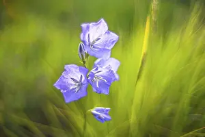 Open Air Blooming Flowers Prints: Bellflower