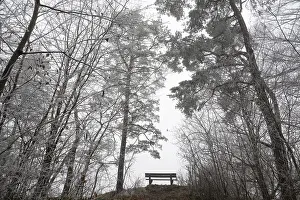 Deserted Winter Forest Prints: An empty bench between bare trees covered with brawl in a quiet