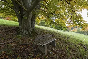 Deciduous Tree Roots Prints: Bench in front of a mighty tree with sprawling roots