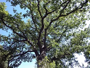 Open Air Vegetation Prints: Bend oak