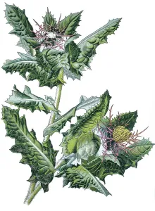 Medicinal Plant Botany Prints: Benedict's Thistle or Blessed Thistle (Centaurea benedicta)