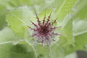 NRW Wildflowers Prints: Benedict's weed (Centaurea benedicta)