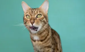 Funny Pet Pictures Prints: Bengal cat eats on a green background