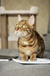 Feliformia Domestic Animal Prints: Bengal cat on the sofa with an open notebook or notepad