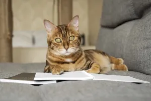 Feliformia Animal Breed Prints: Bengal cat on the sofa with an open notebook or notepad