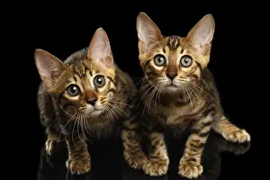 Studio Shot Of Cats Prints: Two Bengal Kitty Looking in Camera on Black Background