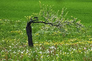 Open Air Blooming Flowers Prints: Bent tree with blossoms