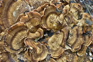 Close Up Fungi Prints: Benzoin Bracket (Ischnoderma benzoinum)