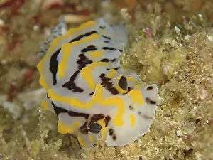 Bicoloured Halgerda Print, Aliwal Shoal Dive Site
