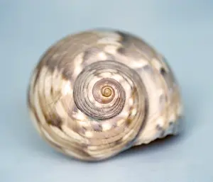 Bivalve Animal Prints: A big shell