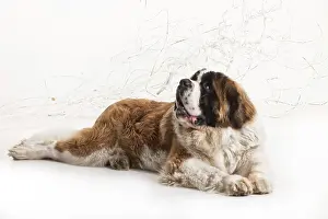 Plain Colored Background Prints: Big st. bernard lying on a white studio background