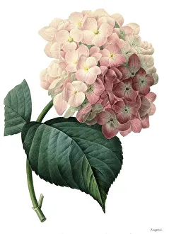 Hydrangeaceae Family Plants Prints: Bigleaf hydrangea (Hydrangea macrophylla)