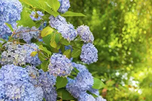 Hydrangea Macrophylla Prints: Bigleaf hydrangea (Hydrangea macrophylla)