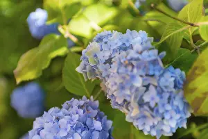 Blue Flowers Germany Prints: Bigleaf hydrangea (Hydrangea macrophylla)