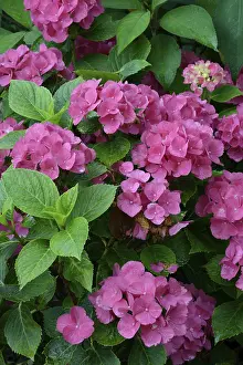 Mophead Hydrangea Bloom Prints: Bigleaf Hydrangea (Hydrangea macrophylla)