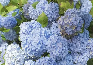 Hydrangeaceae Family Plants Prints: Bigleaf hydrangea (Hydrangea macrophylla)