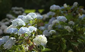 Hydrangea Macrophylla Prints: Bigleaf hydrangea (Hydrangea macrophylla)