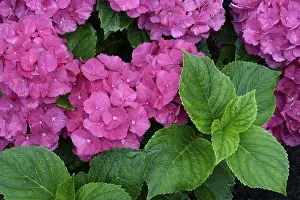 Flowering Plants Germany Prints: Bigleaf Hydrangea (Hydrangea macrophylla)