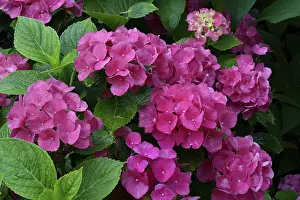 Mophead Hydrangea Bloom Prints: Bigleaf Hydrangea (Hydrangea macrophylla)