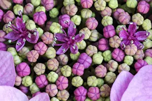Central Europe Blossoms Prints: Bigleaf Hydrangea (Hydrangea macrophylla)