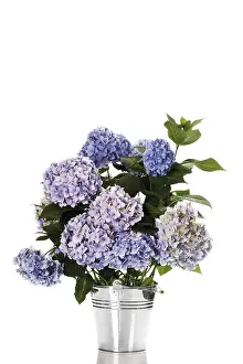 Nature Flora Photography Prints: Bigleaf Hydrangea (Hydrangea macrophylla)