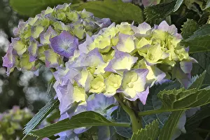 Lacecap Hydrangea Images Prints: Bigleaf hydrangea (Hydrangea macrophylla) flowering
