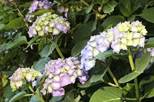 Hydrangea Macrophylla Prints: Bigleaf hydrangea (Hydrangea macrophylla) flowering