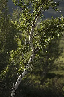 Backlit Birch Tree Prints: Birch in the backlight