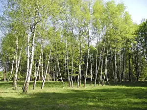 Deserted Woods Scene Prints: Birch, birch, row of trees, spring forest