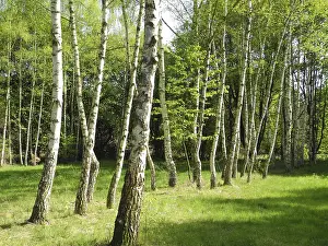 Nature Scenery Photography Prints: Birch, birch, row of trees, spring forest