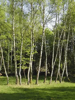 Birch Trees In Spring Prints: Birch, birch, row of trees, spring forest