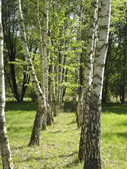 Deserted Woods Scene Prints: Birch, birch, row of trees, spring forest