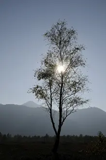 Backlit Landscape Prints: Birch, birch, tree, sun, backlight