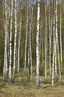 Deserted Woods Prints: Birch grove in spring