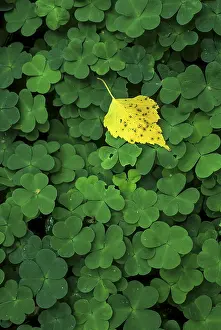 Deciduous Tree Leaves Prints: Birch leaf on clover