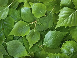 Nature Background Images Prints: Birch leaves texture background
