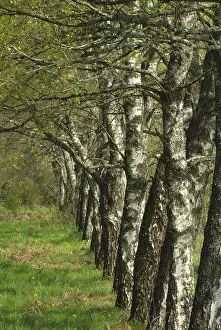 Deciduous Tree Prints: Birch line