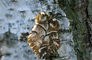 Lepidopteran Copulation Prints: Birch moth, mating